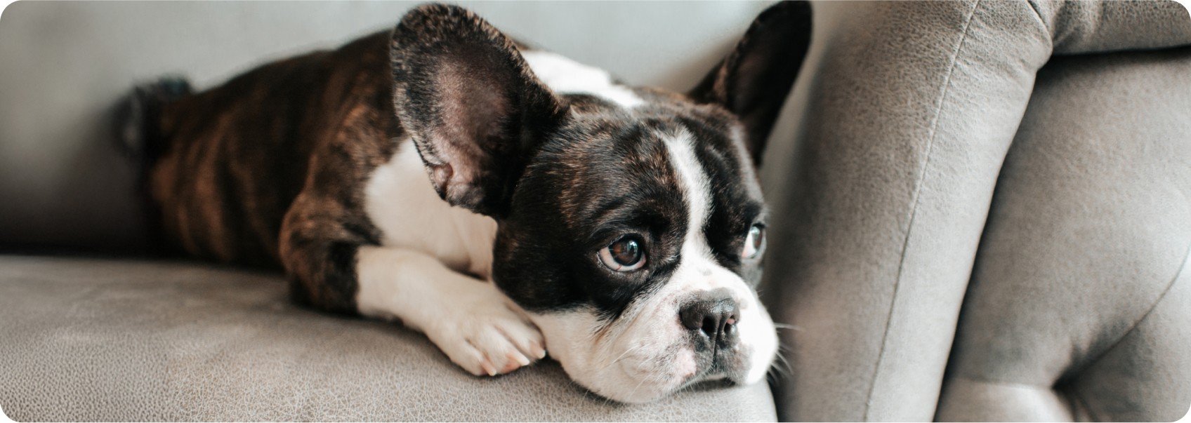 Puppy on couch